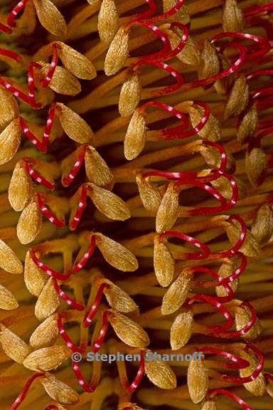 banksia spinulosa 5 grqphic